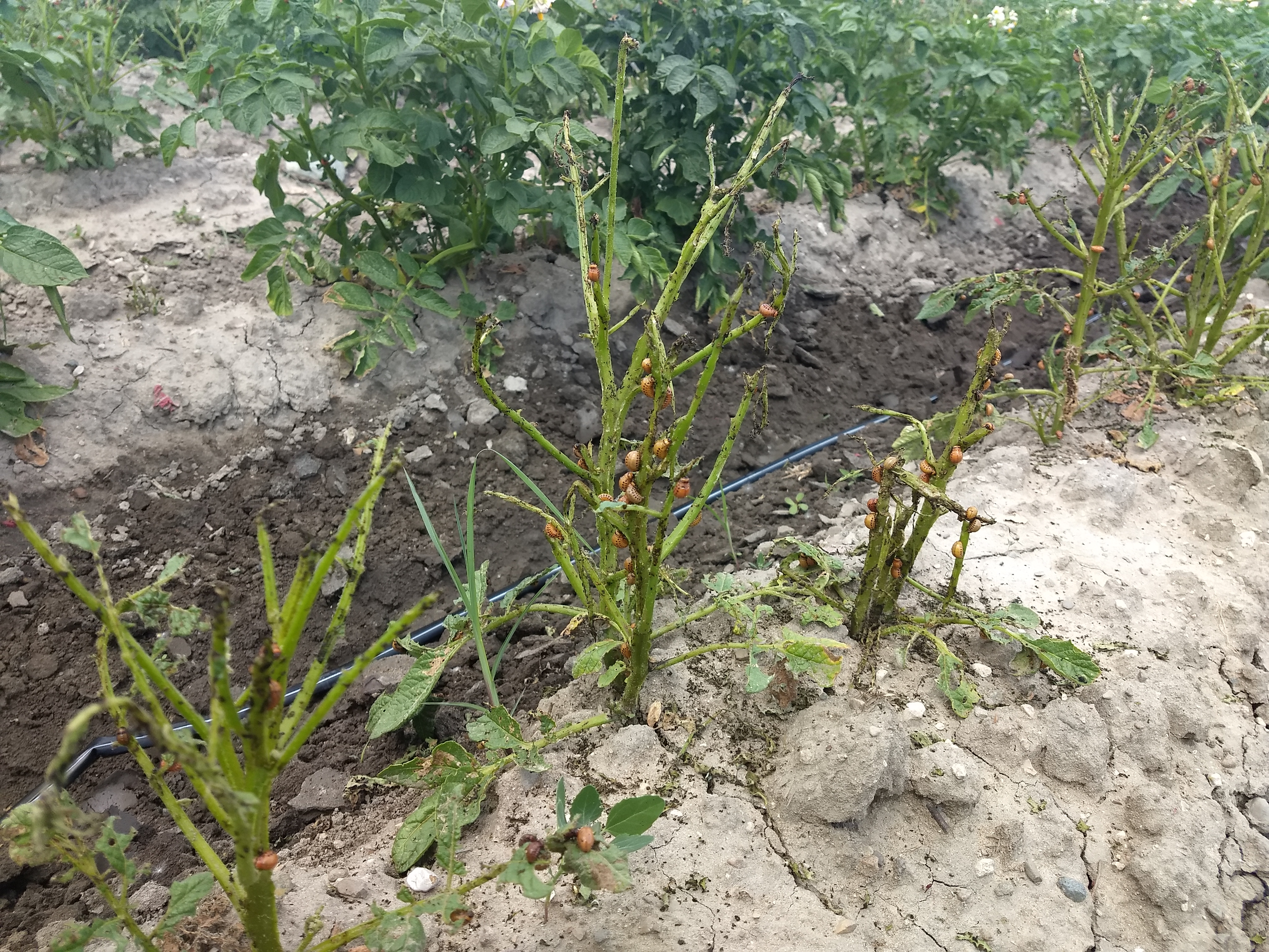 Colorado potato beetle larvae damage